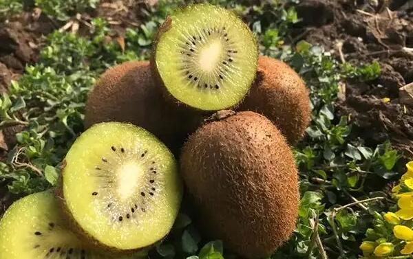 猕猴桃(图2)