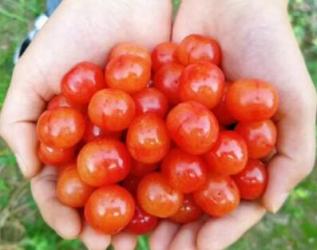 玉华村樱桃采摘：山水之间尽享清甜与自然之旅-和风乐游农庄 - 和风乐游农庄