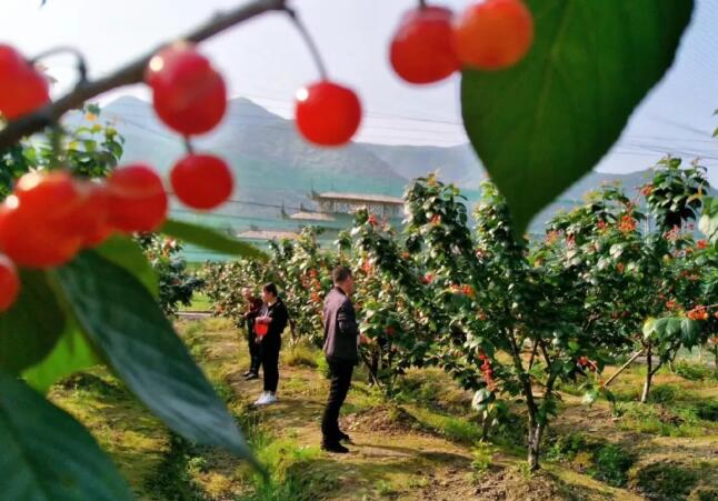 玉华村樱桃采摘：山水之间尽享清甜与自然之旅-和风乐游农庄(图2)