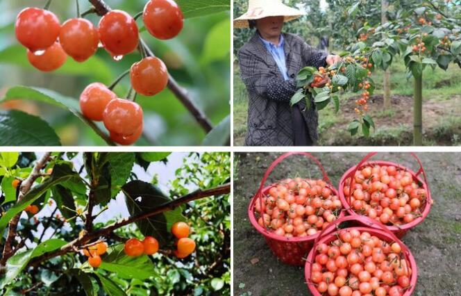 玉华村樱桃采摘：山水之间尽享清甜与自然之旅-和风乐游农庄(图3)