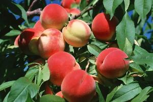 水蜜桃 - 和风乐游农庄