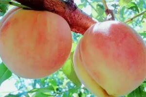 南汇水蜜桃 - 和风乐游农庄