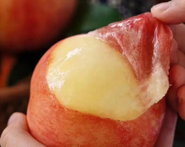 南汇水蜜桃(图2)