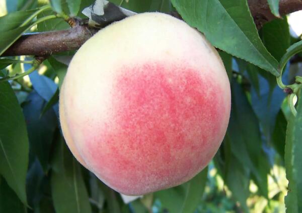 南汇水蜜桃(图1)