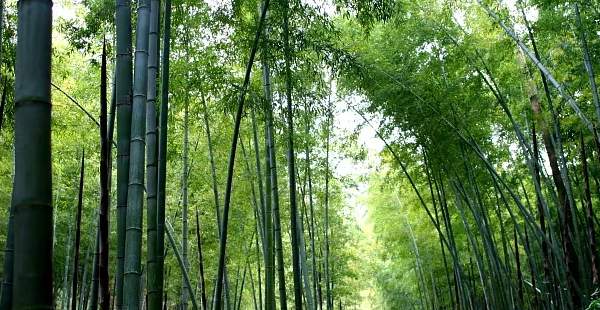 竹海风景区(图2)