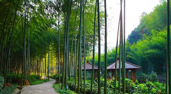 竹海风景区(图1)