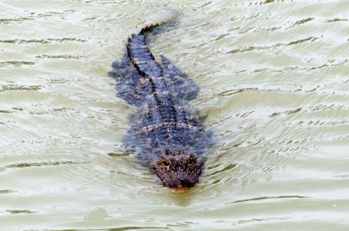 中国扬子鳄村(图1)