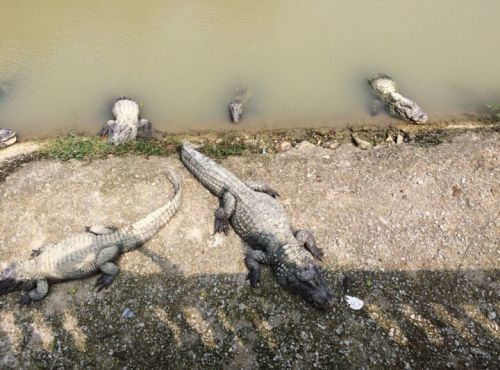 中国扬子鳄村(图5)