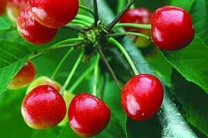 短柄樱桃 - 和风乐游农庄