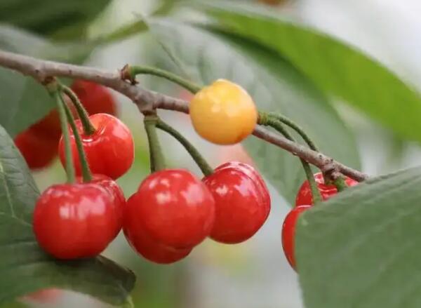 短柄樱桃(图1) 短柄樱桃(图1)