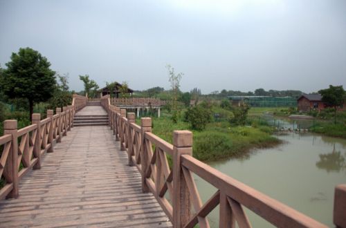 中国扬子鳄村(图4)