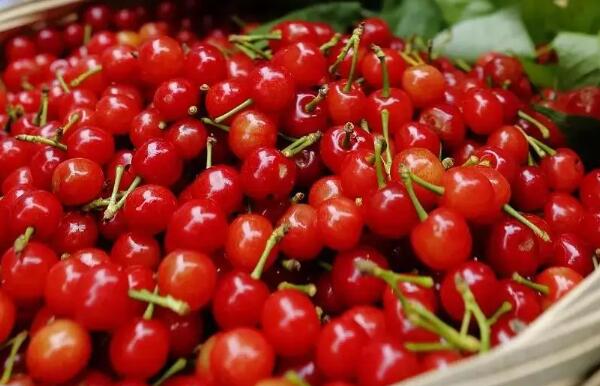 短柄樱桃(图2) 短柄樱桃(图2)