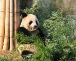 竹博园正在上演的艺术与 - 和风乐游农庄