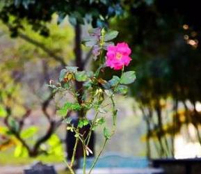 震撼你的眼球，无需美颜 - 和风乐游农庄