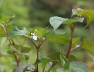 鱼腥草虽味道苦涩，但是 - 和风乐游农庄