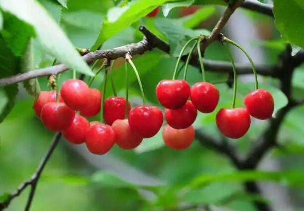 安吉田园嘉乐比，采摘游(图1)