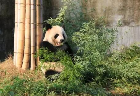 竹博园正在上演的艺术与(图1)