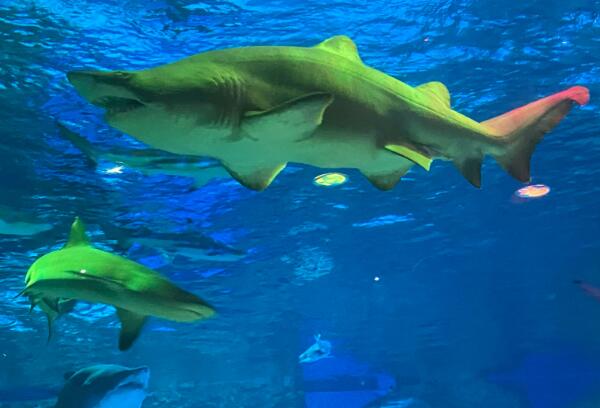 青岛极地海洋世界(图2)