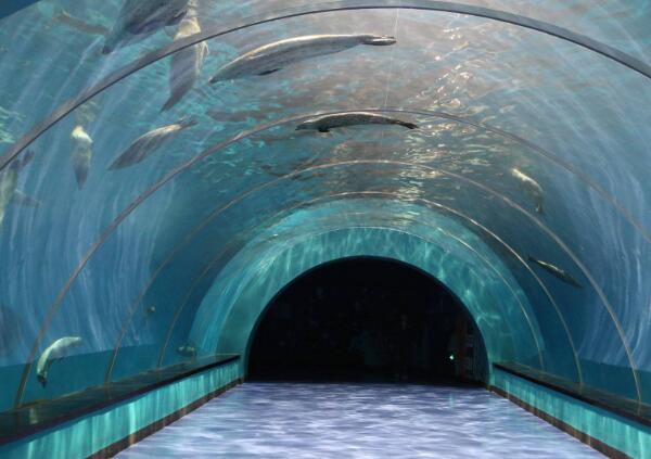 青岛极地海洋世界(图3)