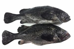 黑头鱼 - 和风乐游农庄