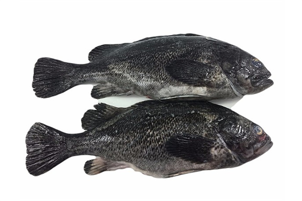 黑头鱼(图1) 黑头鱼(图1)