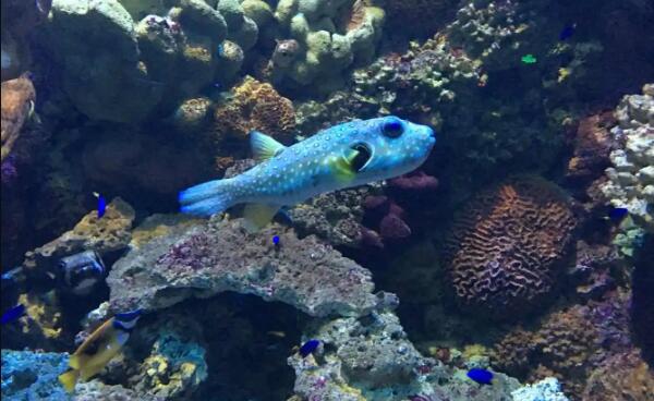 青岛极地海洋世界(图4)