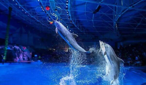 青岛极地海洋世界(图5)
