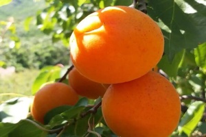 繁峙大杏 - 和风乐游农庄