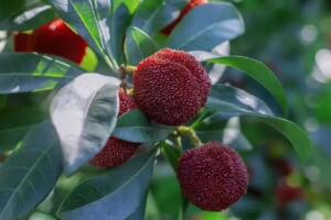 仙居杨梅 - 和风乐游农庄