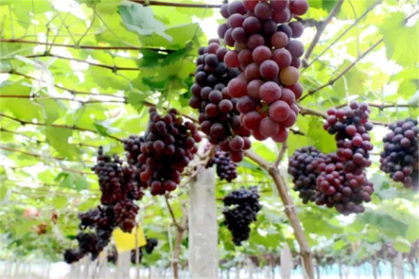 安吉田园嘉乐比水果采摘攻略，500亩果园体验自然美味-和风乐游农庄(图1)