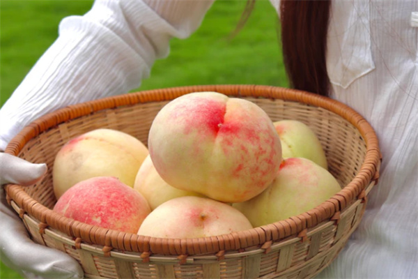 安吉田园嘉乐比水果采摘攻略，500亩果园体验自然美味-和风乐游农庄(图2)