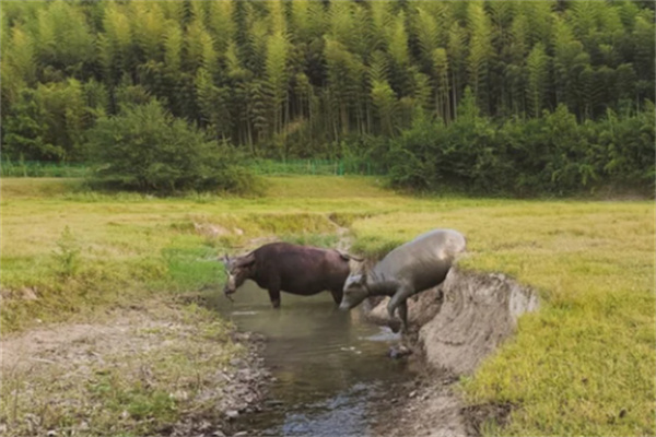静谧山居体验远离都市喧嚣的自然疗愈之旅-和风乐游农庄(图4)