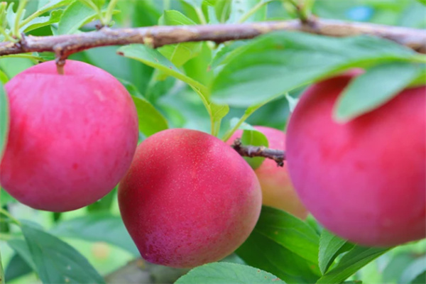 安吉田园嘉乐比水果采摘攻略，500亩果园体验自然美味-和风乐游农庄(图3)