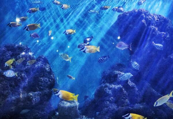 蓬莱海洋极地世界(图1)