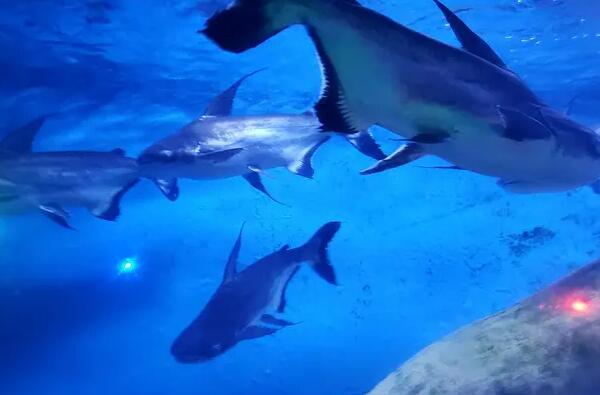 蓬莱海洋极地世界(图3)