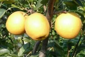 蜜梨 - 和风乐游农庄