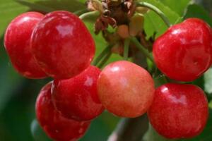 五莲樱桃 - 和风乐游农庄