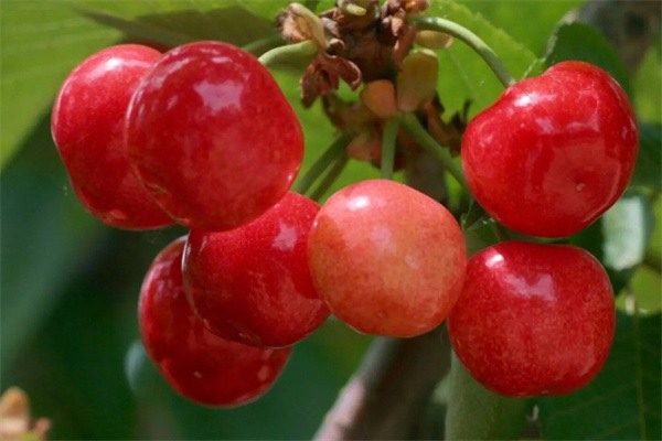 五莲樱桃(图2)