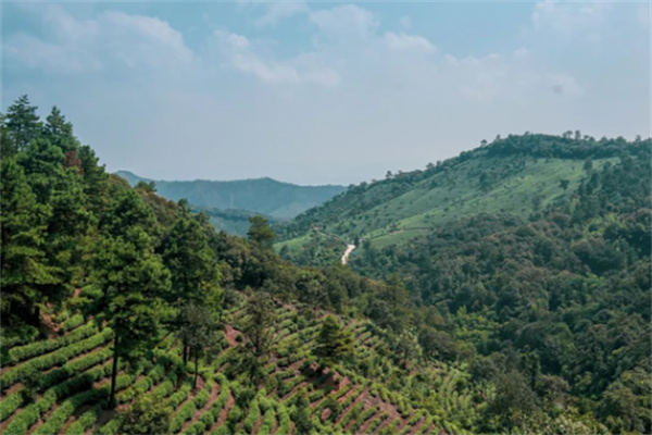 安吉涵田度假村体验茶山竹海静谧时光-和风乐游农庄(图1) 安吉涵田度假村体验茶山竹海静谧时光-和风乐游农庄(图1)