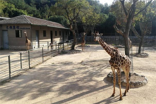中南百草园亲子游攻略:植物园动物园游乐园一日游体验-和风乐游农庄(图3) 中南百草园亲子游攻略:植物园动物园游乐园一日游体验-和风乐游农庄(图3)