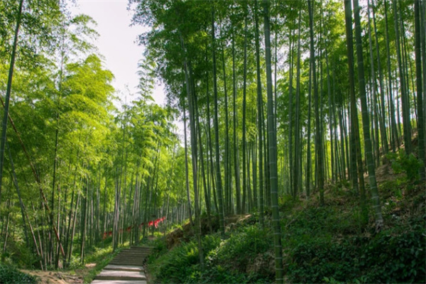 浙江安吉大竹海景区游玩攻略,清凉竹海避暑胜地体验-和风乐游农庄(图2) 浙江安吉大竹海景区游玩攻略,清凉竹海避暑胜地体验-和风乐游农庄(图2)