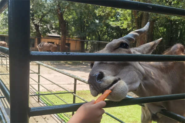 中南百草园亲子游攻略:植物园动物园游乐园一日游体验-和风乐游农庄(图1) 中南百草园亲子游攻略:植物园动物园游乐园一日游体验-和风乐游农庄(图1)