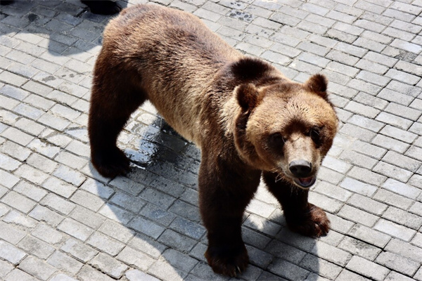 中南百草园亲子游攻略:植物园动物园游乐园一日游体验-和风乐游农庄(图2) 中南百草园亲子游攻略:植物园动物园游乐园一日游体验-和风乐游农庄(图2)