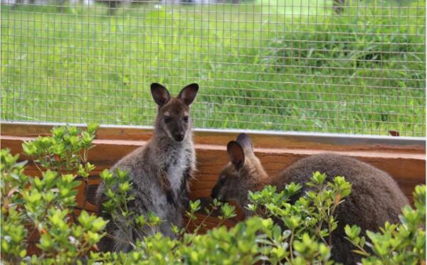 Hi世界农乐园(图3)