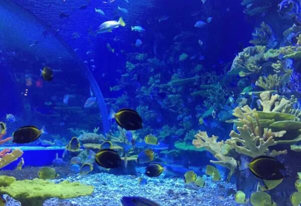 日照海洋公园(图1)