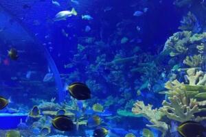 日照海洋公园 - 和风乐游农庄