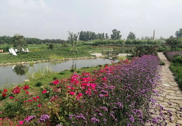 荷仙子湿地(图1)