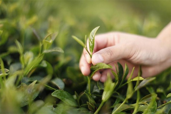 蓬莱仙芝(图1) 蓬莱仙芝(图1)