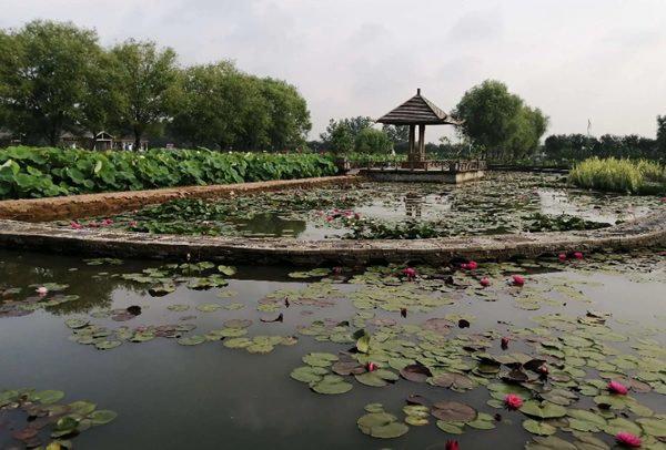 荷仙子湿地(图2)