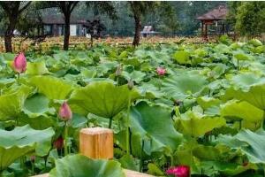 荷仙子湿地 - 和风乐游农庄